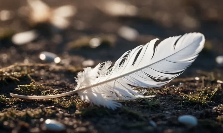Gray And White Feather Meaning: Unlocking The Symbolism