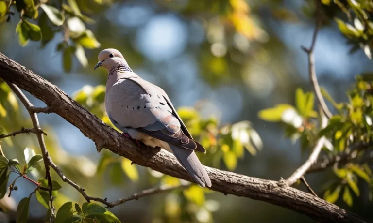 Grey Dove Spiritual Meaning: Unveiling The Profound Symbolism