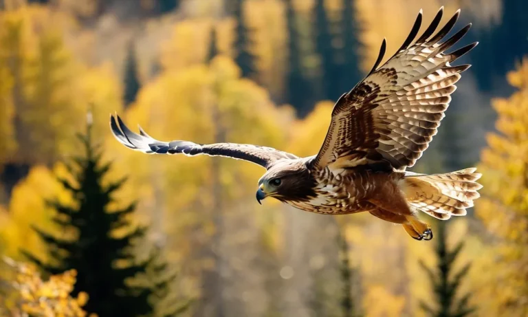 Hawk Flying Overhead Meaning: Unraveling The Symbolism