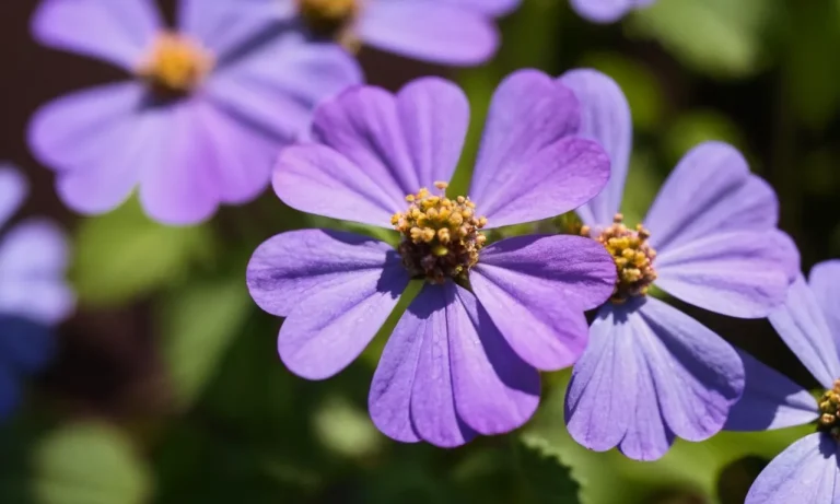 Heliotrope Flower Meaning: Exploring The Symbolism And Significance