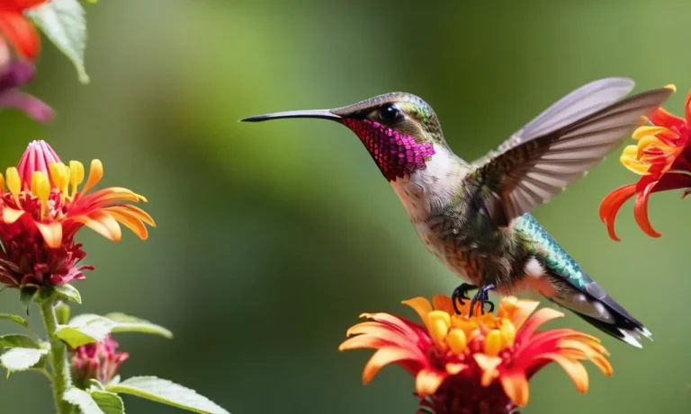 Hummingbird Meaning Tattoo: Symbolism, Designs, And Placement