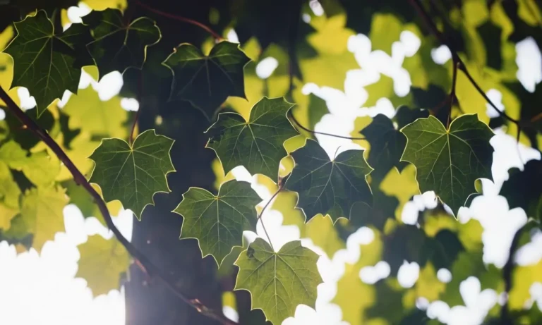 Ivy Tattoo Meaning: Exploring The Symbolism And Significance