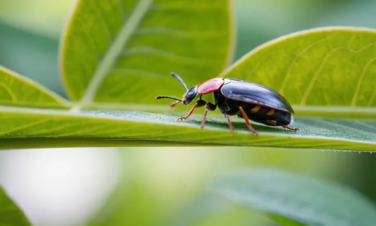 Junebug Spiritual Meaning: Unveiling The Symbolism Of This Captivating Insect