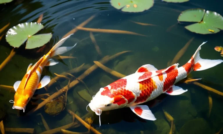Koi Meaning: Exploring The Symbolism And Cultural Significance