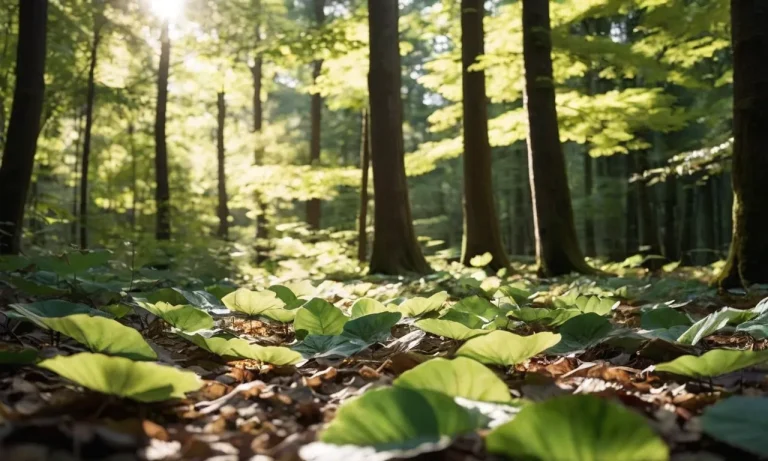 Komorebi Meaning: Exploring The Japanese Concept Of Sunlight Filtering Through Trees