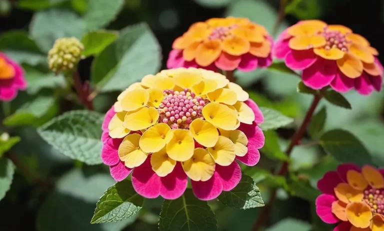 Lantana Flower Meaning: Unveiling The Symbolism Behind This Vibrant Bloom