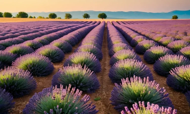 Lavender Color Spiritual Meaning: Unveiling The Mystical Symbolism
