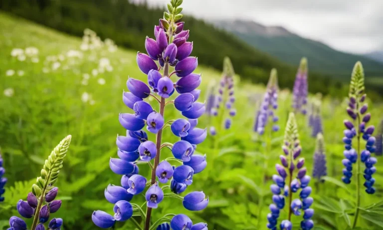 Lupine Meaning Flower: Exploring The Symbolism And Significance