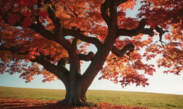 Maple Tree Spiritual Meaning: Uncovering The Profound Symbolism