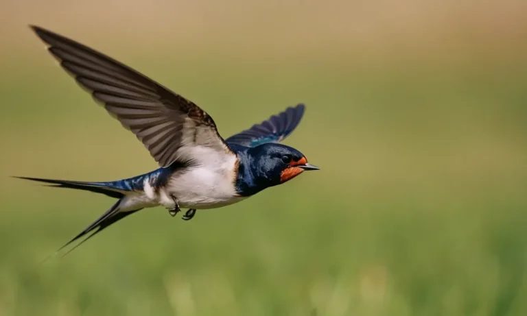 The Symbolic Meaning Of Swallows Birds: Exploring The Fascinating Folklore And Mythology