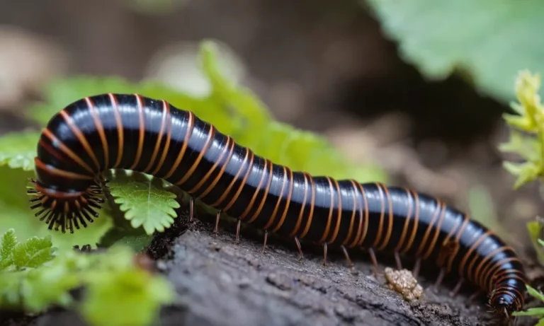 Millipede Spiritual Meaning: Unveiling The Mystical Symbolism