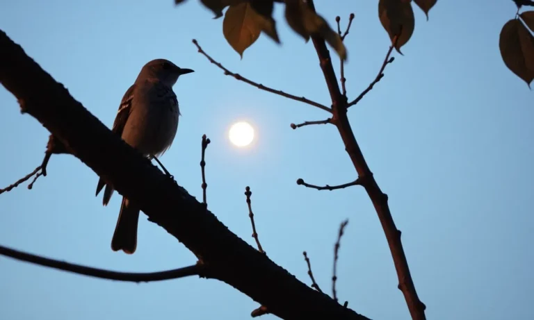 Mockingbird Singing At Night: Spiritual Meaning And Symbolism