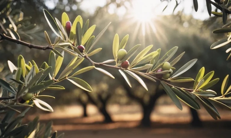 Olive Branch Meaning In Love: A Comprehensive Guide