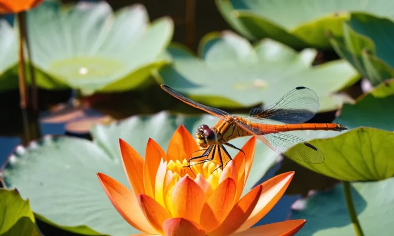 Orange Dragonfly Spiritual Meaning: Unveiling The Mystical Symbolism