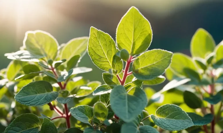 Unveiling The Spiritual Meaning Of Oregano: A Comprehensive Guide
