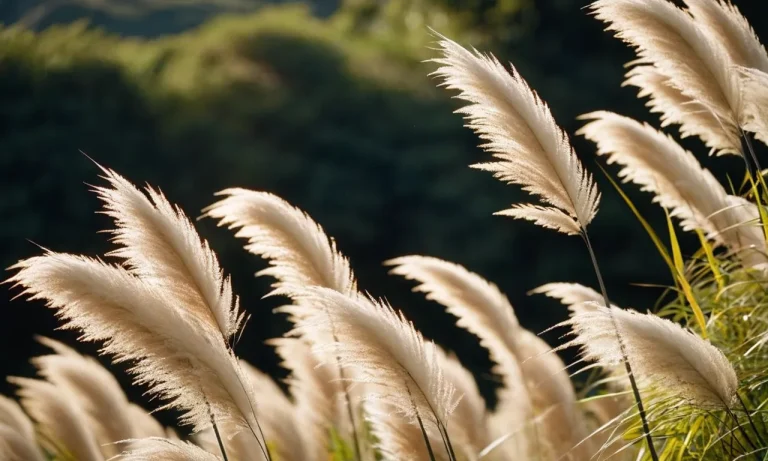 Pampas Grass Meaning: A Comprehensive Guide