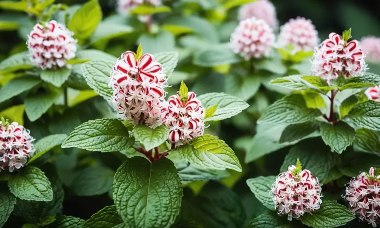 Peppermint Spiritual Meaning: Unveiling The Mystical Essence Of This Aromatic Herb