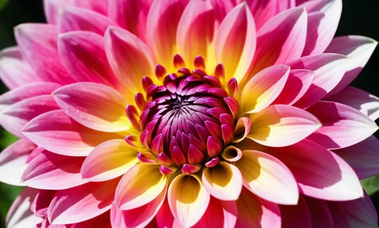 The Captivating Meaning Of Pink Dahlia Flowers