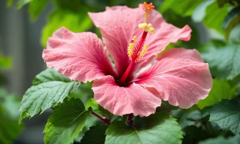 The Captivating Meaning Of The Pink Hibiscus Flower