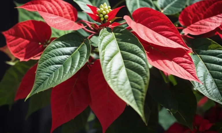 Poinsettia Tattoo Meaning: Exploring The Symbolism Behind This Vibrant Floral Design