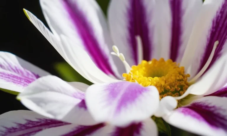 The Profound Symbolism Of Purple And White: Exploring Their Meanings And Significance