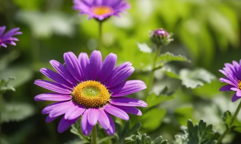 The Captivating Meaning Of Purple Daisies: A Comprehensive Guide