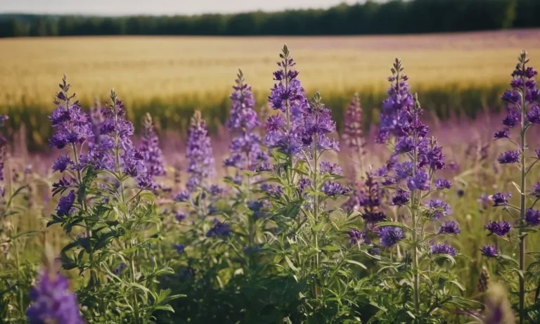 The Captivating Symbolism Of Purple Flowers: Unveiling Their Profound Meanings