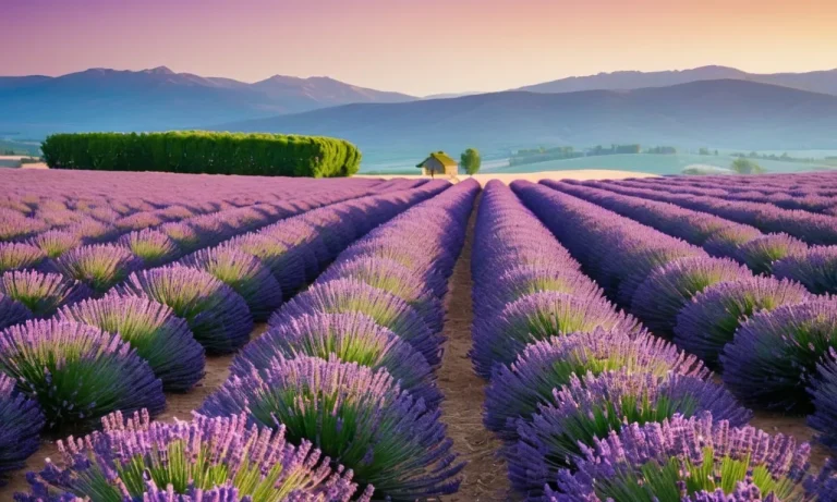 The Profound Meaning And Symbolism Of The Color Purple