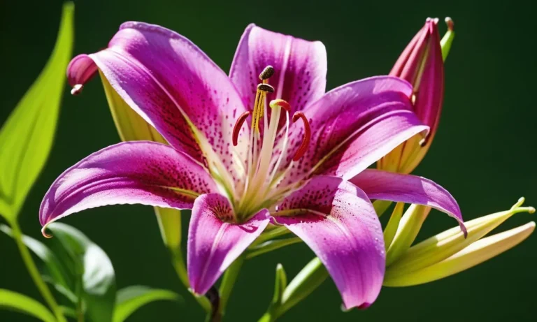 Purple Stargazer Lily Meaning: Unveiling The Symbolism Behind This Captivating Bloom