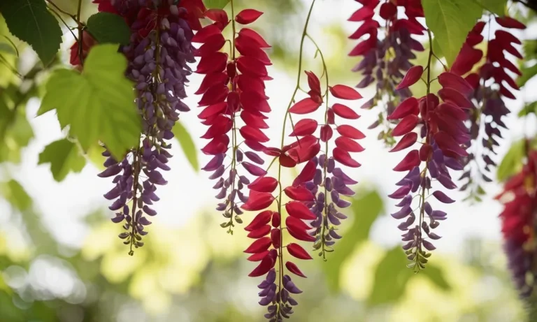 Red Wisteria Flower Meaning: Exploring The Symbolism And Significance