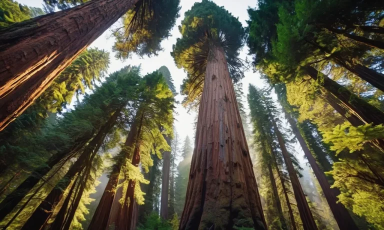 Redwood Tree Spiritual Meaning: Unveiling The Mystical Symbolism