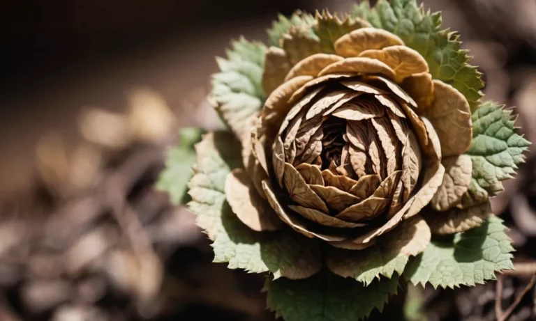 Rose Of Jericho Spiritual Meaning: Unveiling The Mystical Symbolism