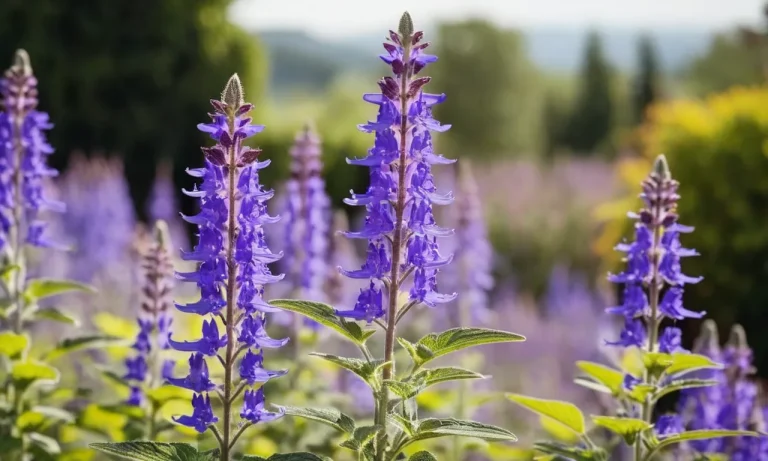 Salvia Flower Meaning: Uncovering The Symbolism Behind This Enchanting Bloom