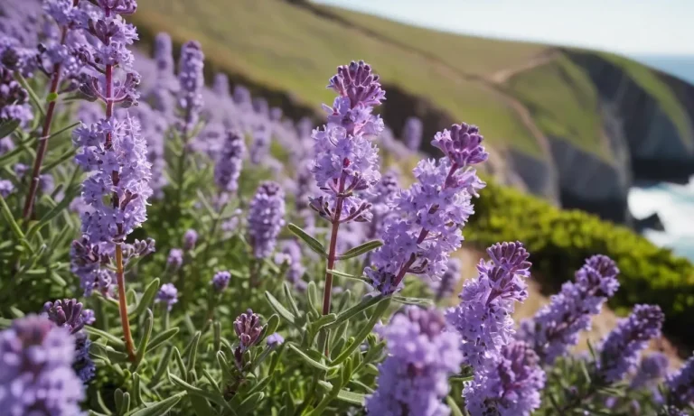 Sea Lavender Meaning: Unveiling The Symbolism Behind This Captivating Bloom