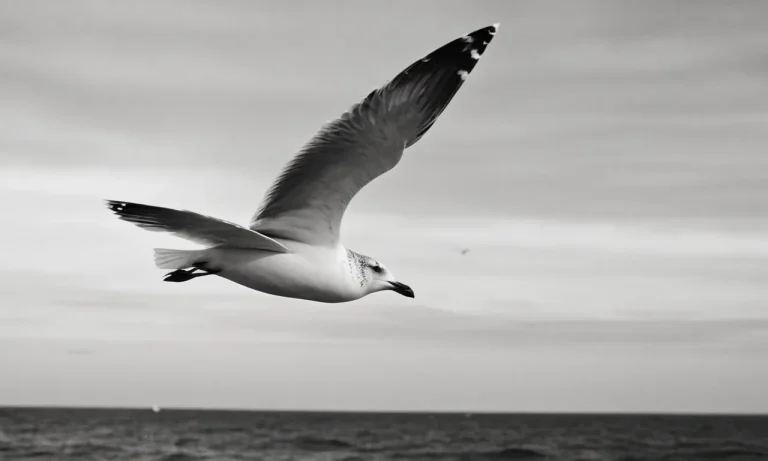 Seagull Tattoo Meaning: Exploring The Symbolism Behind This Coastal Creature