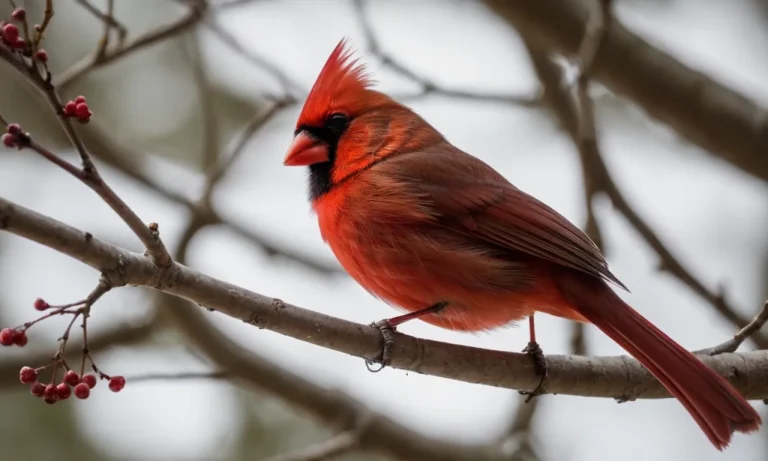 Seeing A Cardinal Meaning: Spiritual Symbolism And Significance