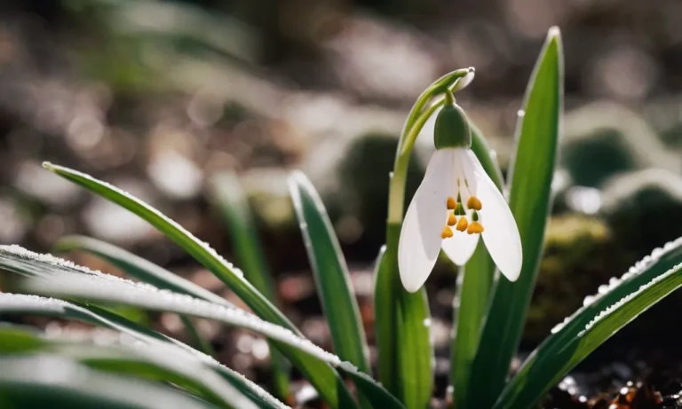 Snowdrop Flower Tattoo Meaning: A Comprehensive Guide