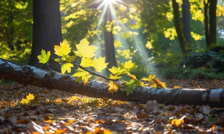 Spiritual Meaning Of A Fallen Tree Branch: Unveiling Nature’S Profound Symbolism