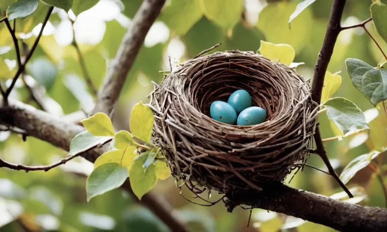 Spiritual Meaning Of Bird Nest At Back Door: A Comprehensive Guide