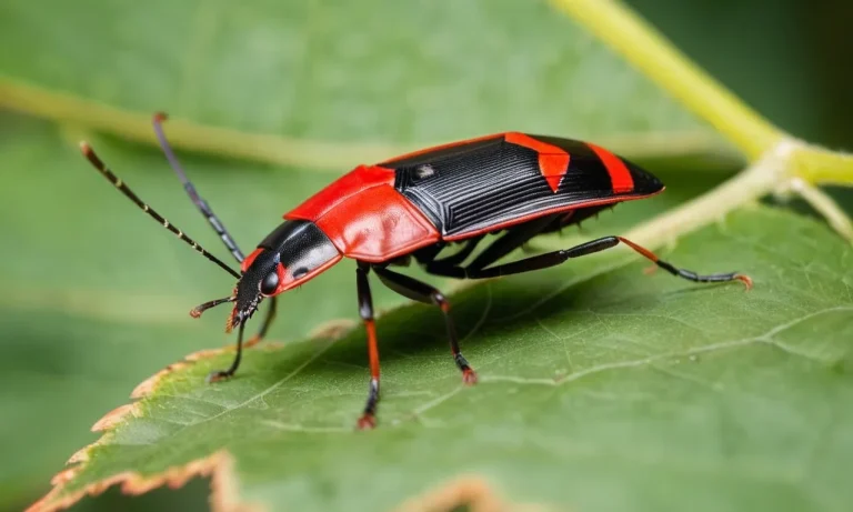Unveiling The Spiritual Meaning Of Boxelder Bugs: A Comprehensive Guide