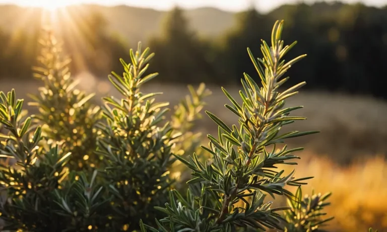 Unveiling The Spiritual Meaning Of Rosemary: A Profound Journey