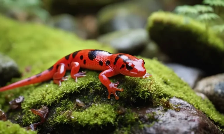 Unveiling The Spiritual Meaning Of Salamanders: A Comprehensive Guide
