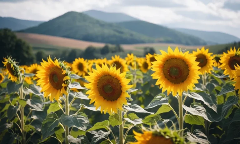 Unveiling The Spiritual Meaning Of The Name Susan: A Comprehensive Exploration