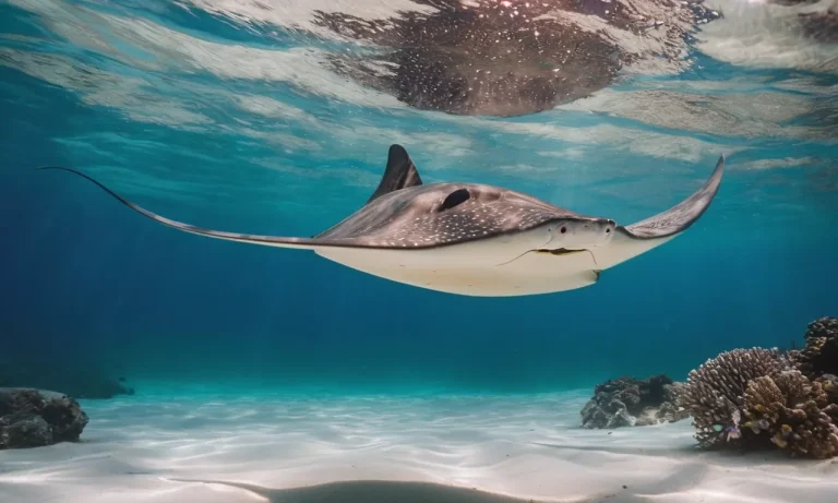 Stingray Spiritual Meaning: Unveiling The Mystical Symbolism