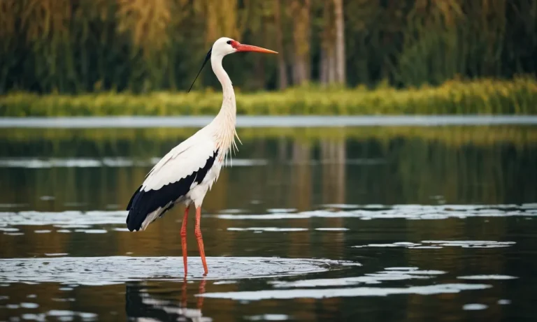 Stork Spiritual Meaning: Unveiling The Symbolic Significance