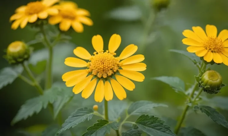 Tansy Flower Meaning: Exploring The Symbolism And Significance