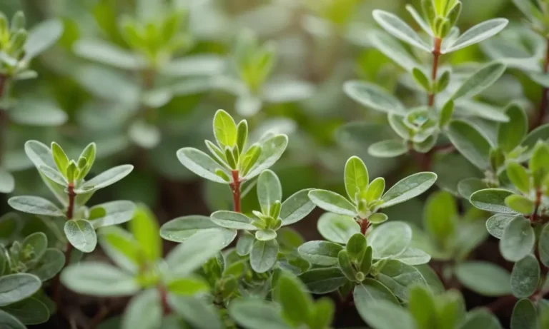 Unveiling The Profound Thyme Spiritual Meaning: A Comprehensive Guide