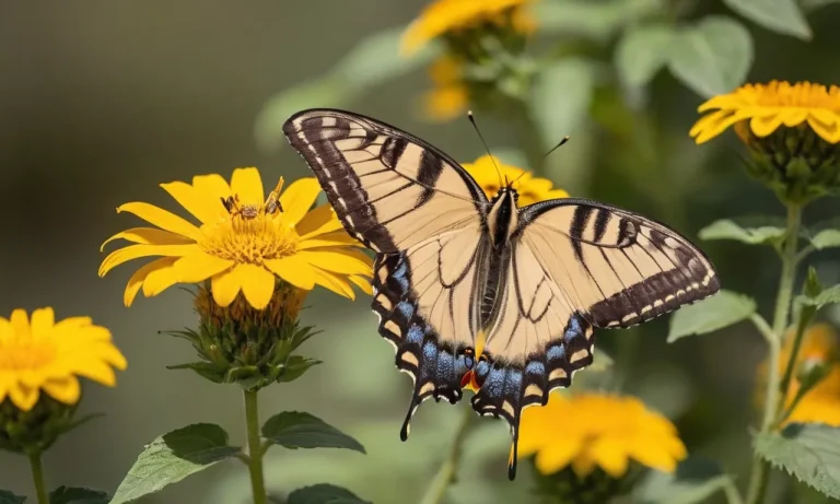 Tiger Swallowtail Meaning: Unveiling The Symbolism Behind This Majestic Butterfly