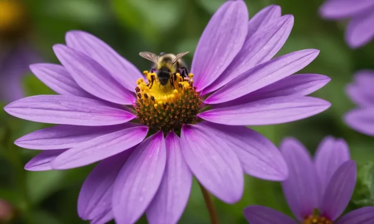 Violet Flower Meaning: Exploring The Symbolism And Significance