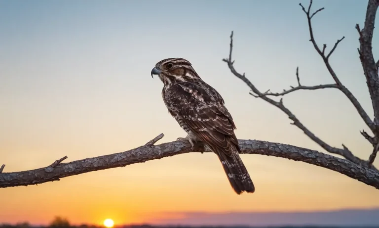 Whippoorwill Bird Spiritual Meaning: Unveiling The Mystical Symbolism